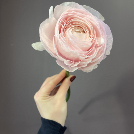 Ranunculus